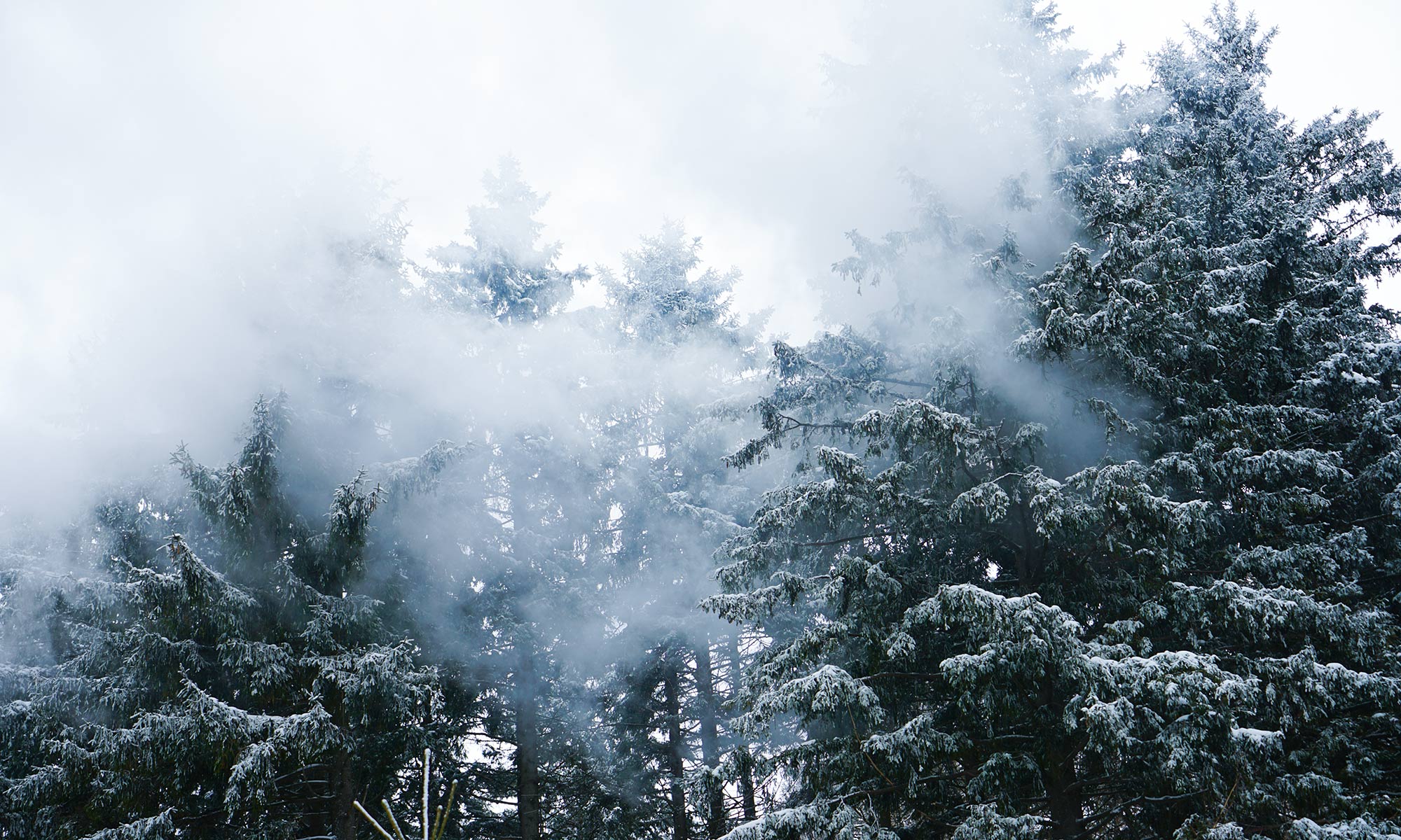 Text Satellit Bäume aus dem Nebel